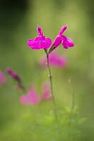 Salvia microphylla 'Trewithen Cerise' - baby sage, September.