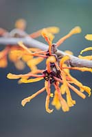 Hamamelis x intermedia 'Aphrodite', January. 