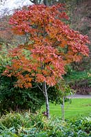 Sorbus sargentiana, November