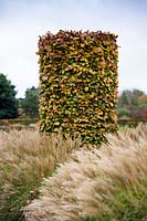 Fagus sylvatica, November