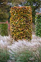 Fagus sylvatica, November