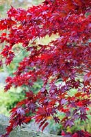 Acer palmatum 'Fireglow', November