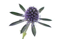 Eryngium planum  'Blue Hobbit'  sea holly, blue colour increases as plant ages  August