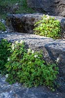 Corydalis ochroleuca planted between natural stone steps, April.
