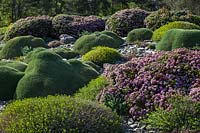 A rock garden with Alpines, April, Germany 