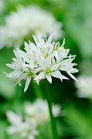 Flowers of Allium ursinum - wild garlic or ramsons