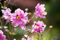 Anemone x hybrida  - Japanese anemone flowers visited by a bee