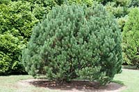 Pinus heldreichii
