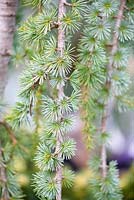 Cedrus atlantica 'Glauca Pendula'