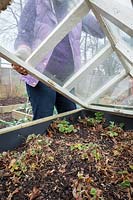 Putting a glass cloche over strawberries in a raised bed for an early crop. Fragaria