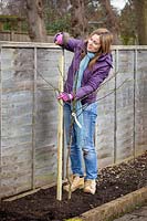 Planting a bare rooted apple tree - Staking