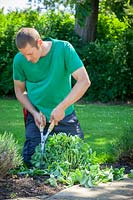 Doing a 'Chelsea Chop' on a Sedum - cutting back by a third with hand shears in early summer to encourage strong and more compact growth later in the season.