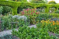 Vegetable garden in summer edged with Cupressus x leylandii topiary.