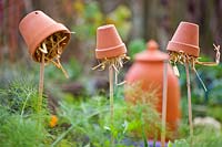 Small terracotta pots filled with straw and suspended on bamboo poles in vegetable garden - earwig traps 