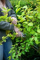 Pruning a spring flowering shrub -Weigela - after it has finished flowering by removing the flowered stems.