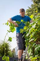 Man pruning a climbing grape vine, Vitis, growing on a pergola.