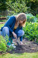 Woman planting Allium cepa 'Troy', onion sets in the vegetable garden outside. 