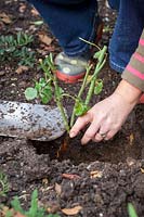 Woman planting a bare root rose - checking crown is level with the top of the soil