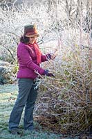 Woma cutting brightly coloured Cornus - Dogwood stems to bring into the house for flower arranging