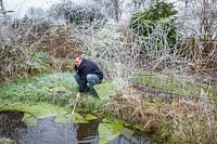 Taking advantage of the ice by removing chunks of frozen algae from a frozen pond