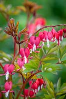 Dicentra spectabilis 'Valentine' syn. Lamprocapnos spectabilis - Bleeding heart