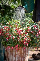 Feeding a container grown fuchsia with liquid feed using a watering can.