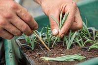 Taking semi ripe cuttings from lavender. Putting cuttings in a module tray.