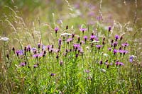 Greater knapweed - Centaurea scabiosa and yarrow - Achillea millefolium in a meadow