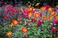 Dahlia 'Pooh' syn. 'D. Pooh - Swan Island' AGM