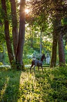 Lifelike bronze sculpture of roe deer by Hamish Mackie in woodland - Ornament, focal point, shade, shady Ablington manor, gloucestershire: 