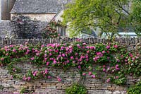Pink climbing rose growing on stone garden wall.
