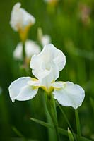 Iris 'Sibirica' 'White Swirl' 