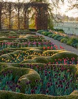 Grouped Tulipa growing in a parterre garden using  Taxus baccata, Yew, hedging, at Broughton Grange, Oxfordshire. 
