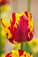 Tulipa 'Helmar'
