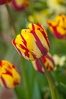 Tulipa 'Helmar'