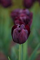 Tulipa 'Blackjack' 