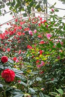 Camellias flowering in the glasshouse, C. japonica 'Jupiter' has red flowers with yellow centres, 
in the foreground is C. japonica 'Madame Lebois' and C.japonica 'Latifolia'