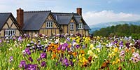 Irises in full bloom in front of house