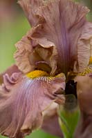 Iris 'Downtown Brown' - bearded iris