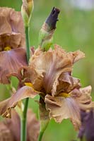 Iris 'Downtown Brown' - bearded iris