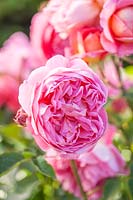 Rosa Boscobel - R. 'Auscousin' - David Austin English rose
