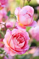 Rosa Boscobel - R. 'Auscousin' - David Austin English rose
 