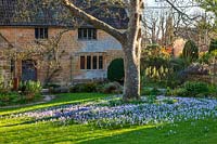 Crocus tommasinianus growing beneath a tree on the main lawn at East lambrook manor, Somerset. 