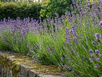 A Lavendula hedge planted at the top of a stone retaining will adds interest and colour to this garden feature.