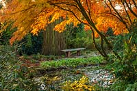 Pond with Acer palmatum seiryu and wooden bench.