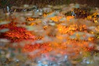 Maple tree reflections in pond.