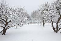 An avenue of gnarled snow covered Apple trees in the orchard leading to the restored Victorian greenhouse