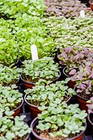 Vegetable and herb seedlings in pots. 