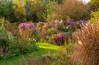 Border of Asters in the evening sun at Norwell Nurseries, Nottinghamshire.