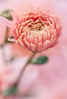 Chrysanthemum 'Sweetheart Pink'